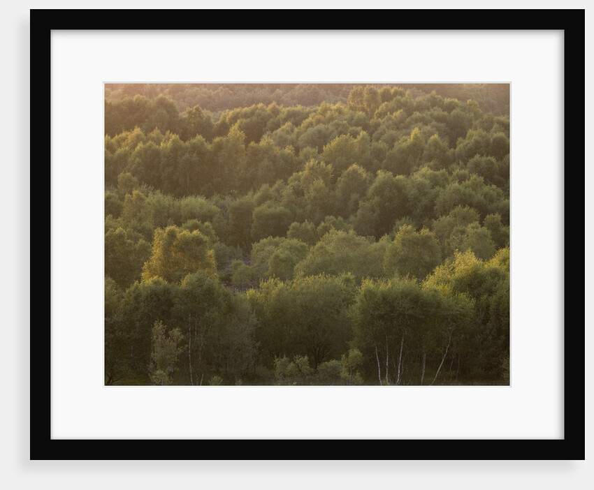 Tree tops at dusk by Assaf Frank